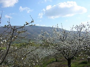 Cerezos en flor. Valle del Jerte. Cáceres.