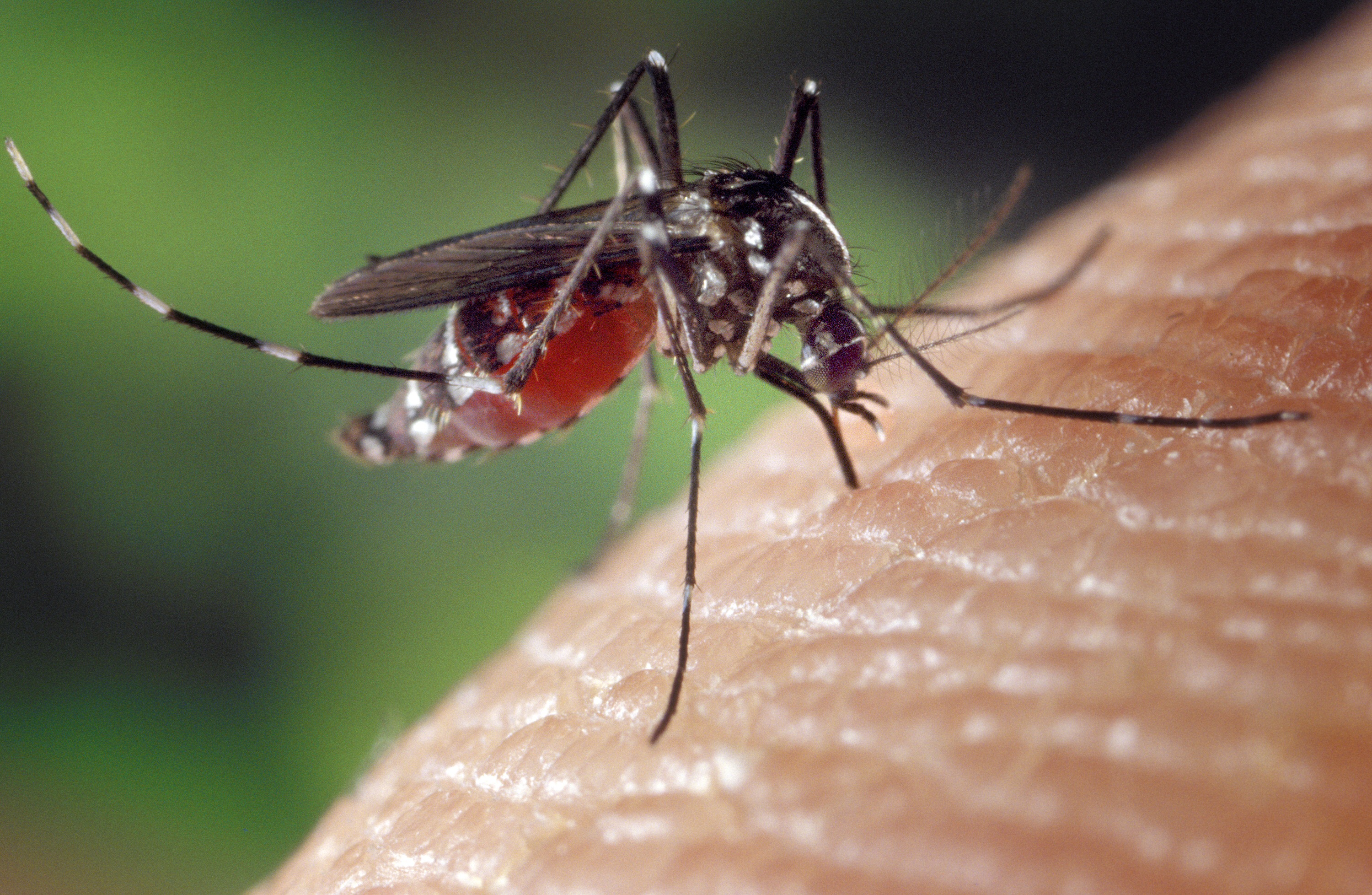Mosquito Tigre responsable de la transmisión de la Chikungunya
