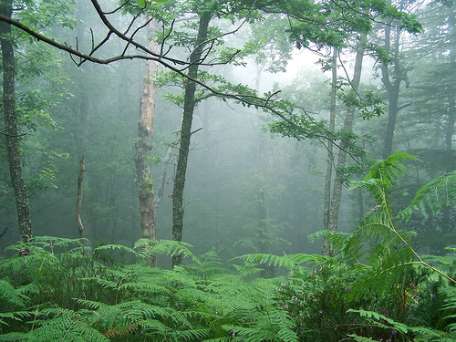 Bosque de Cantabria
